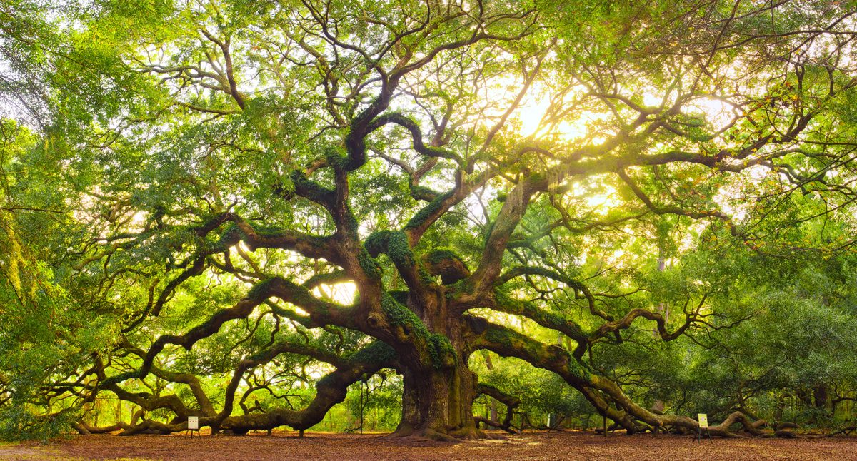 Wide view of the sprawling low branches and canopy of the Angel Oak, a centuries-old live oak tree