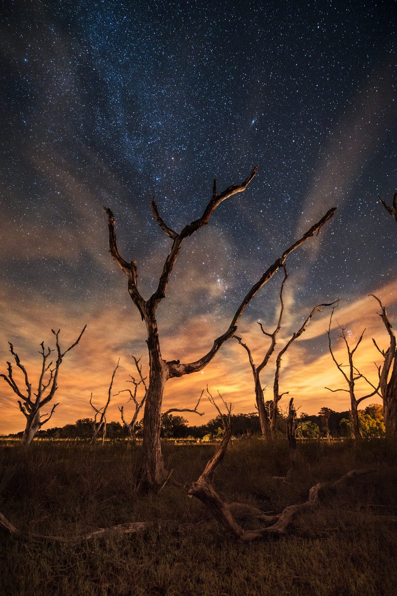 Bare, gnarled trees silhouetted against a starry night sky with a glowing orange horizon